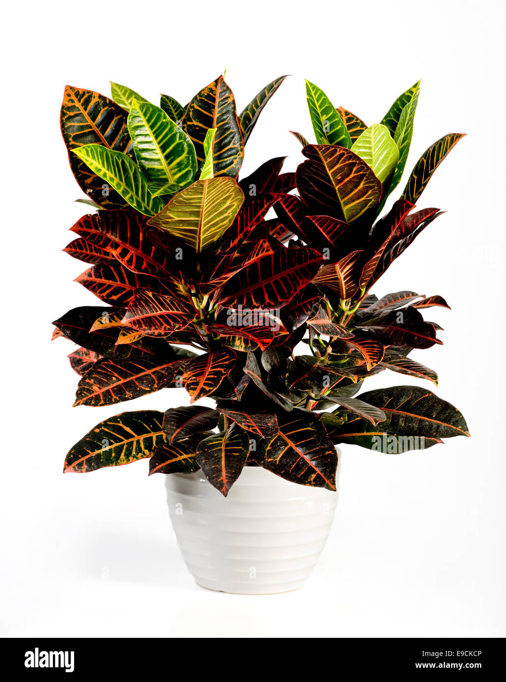 Close up Attractive Wide Leaves Croton Plant Stock Photo