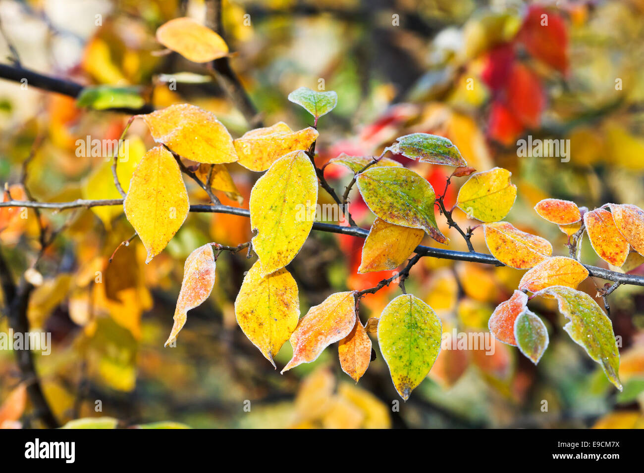 first frost on yellow, red leaves in autumn forest Stock Photo