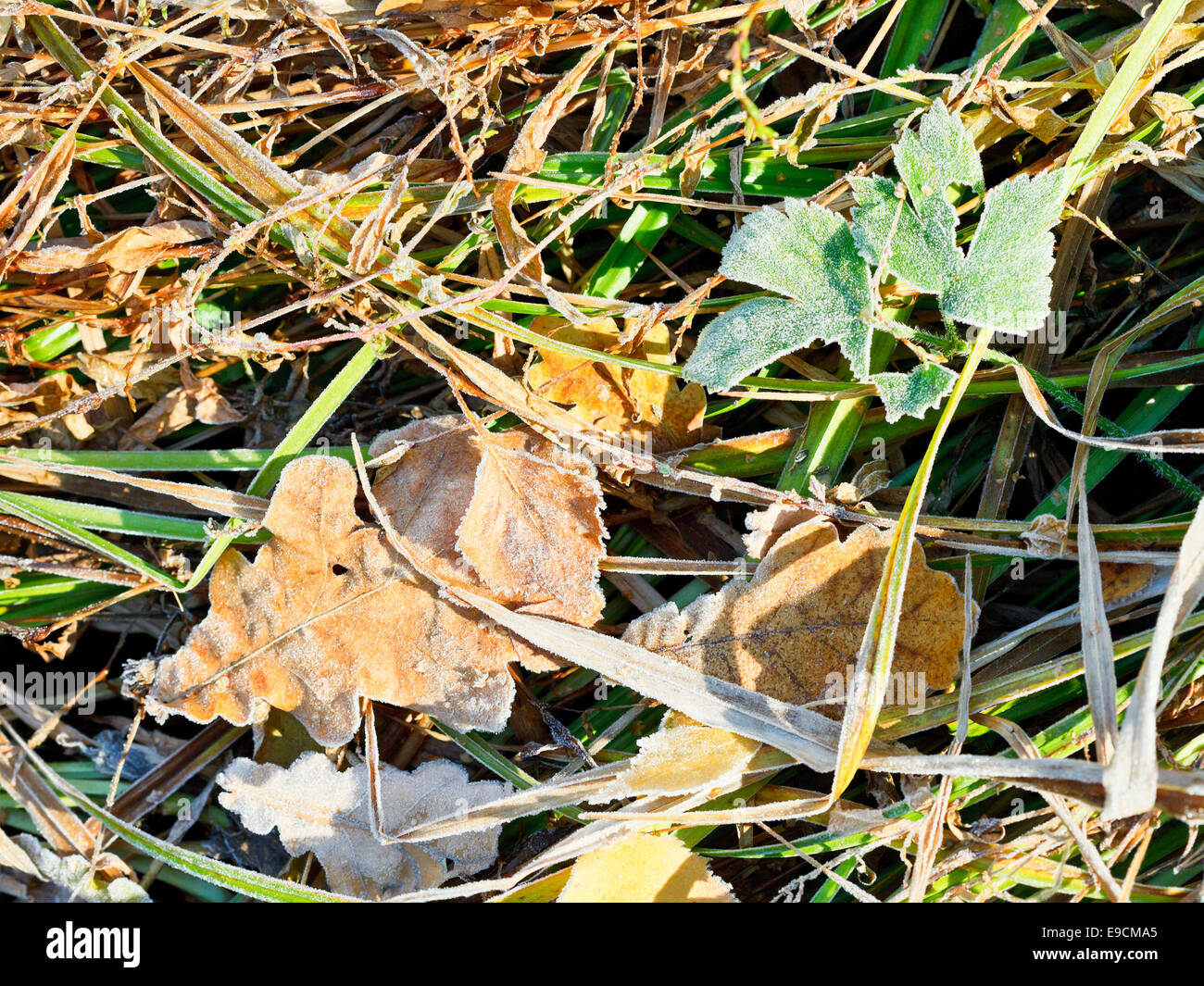 first frost on leaf litter in autumn forest Stock Photo