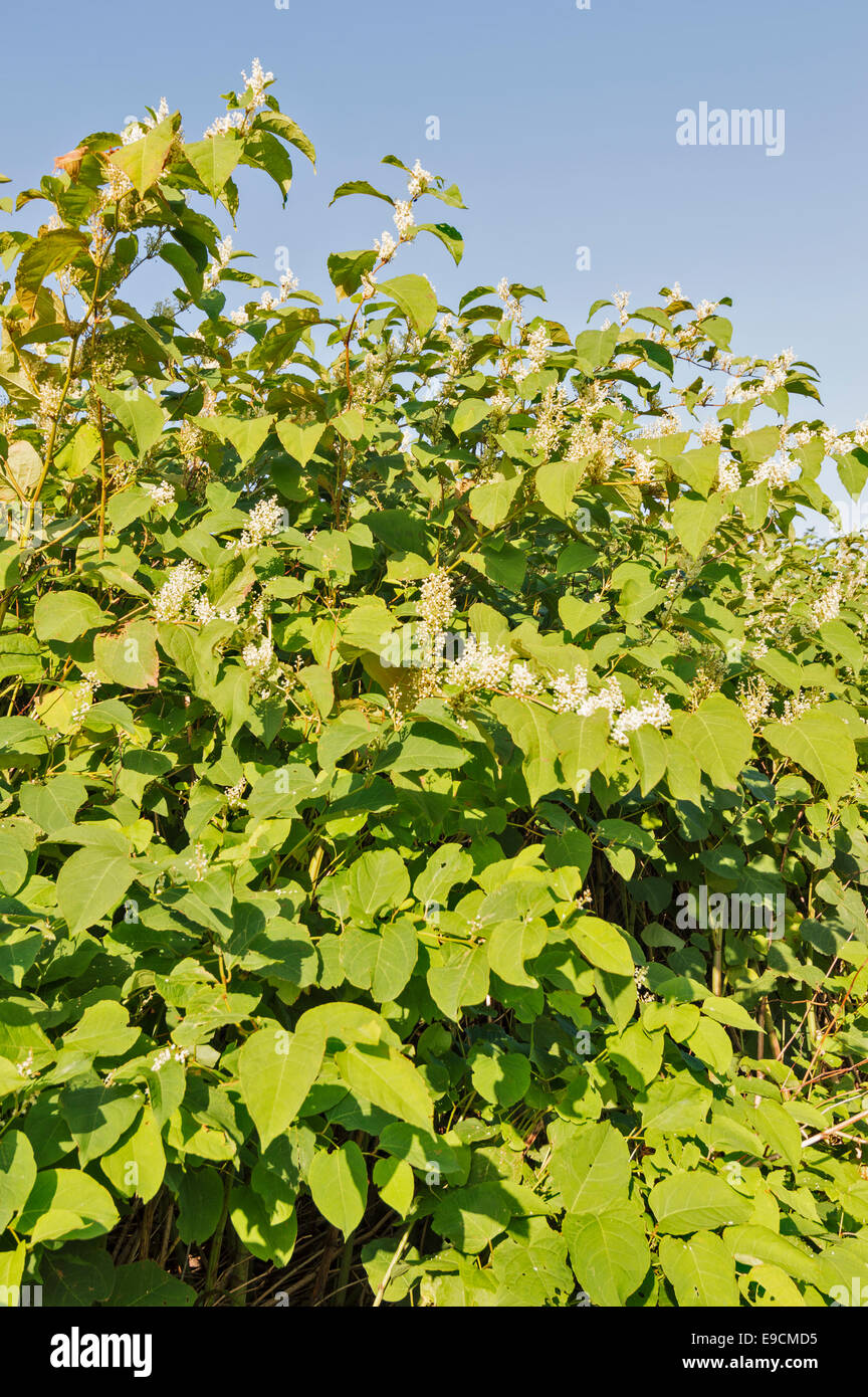 JAPANESE KNOTWEED [ FALLOPIA JAPONICA ] FLOWERING IN AUTUMN ALONG THE ...