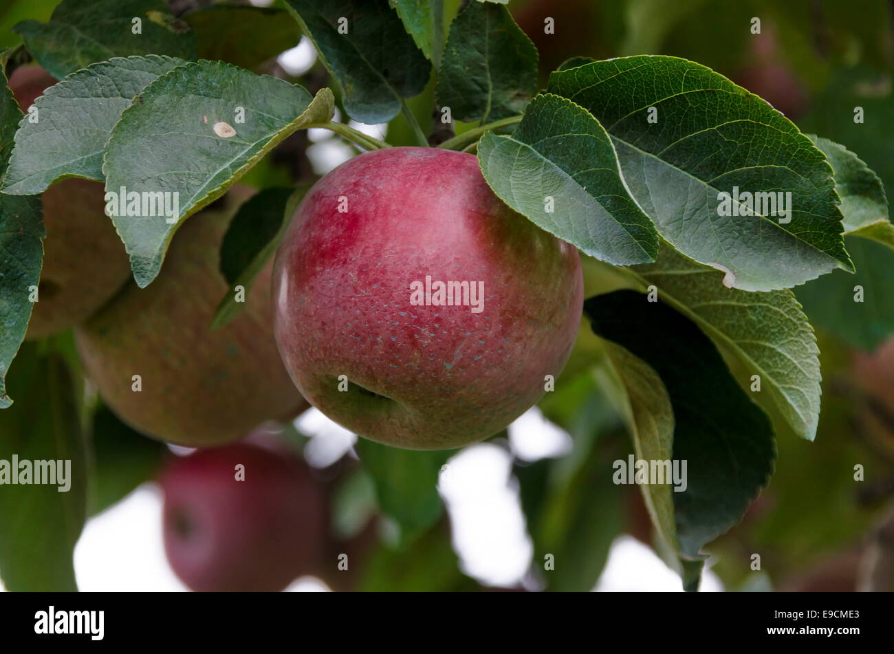Ripe red apple on the tree Stock Photo - Alamy