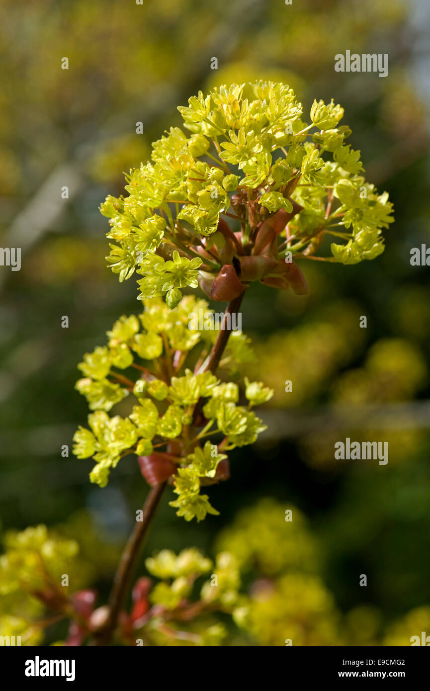 Flower on an ornamental red leaved maple tree, Acer red-stemmed with acid gree / yellow flowers Stock Photo