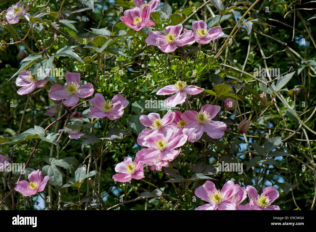 An old pink flowered Clematis montana climbing through the branches of a hawthorn tree Stock Photo