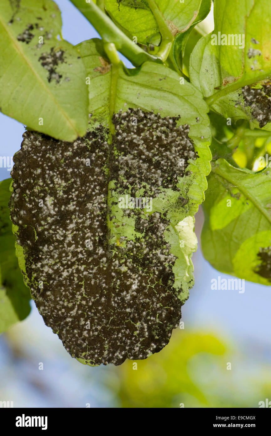 Woolly whitefly, Aleurothrixus floccosus, with sooty mould on the honeydew on the underside of a lemon leaf of a tree in fruit, S Stock Photo