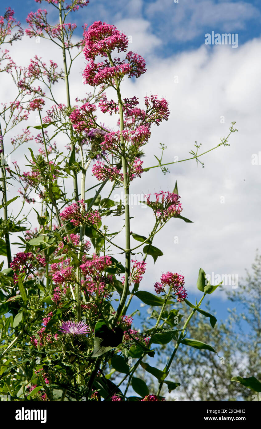 Red valerian, Valeriana officinals, plant flowering on a tall wall near Sorrento, Italy in May Stock Photo