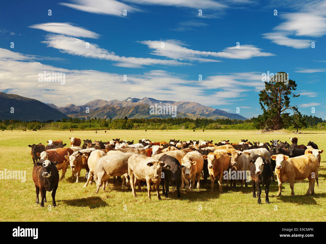 Dairy Farm New Zealand High Resolution Stock Photography and Images Alamy