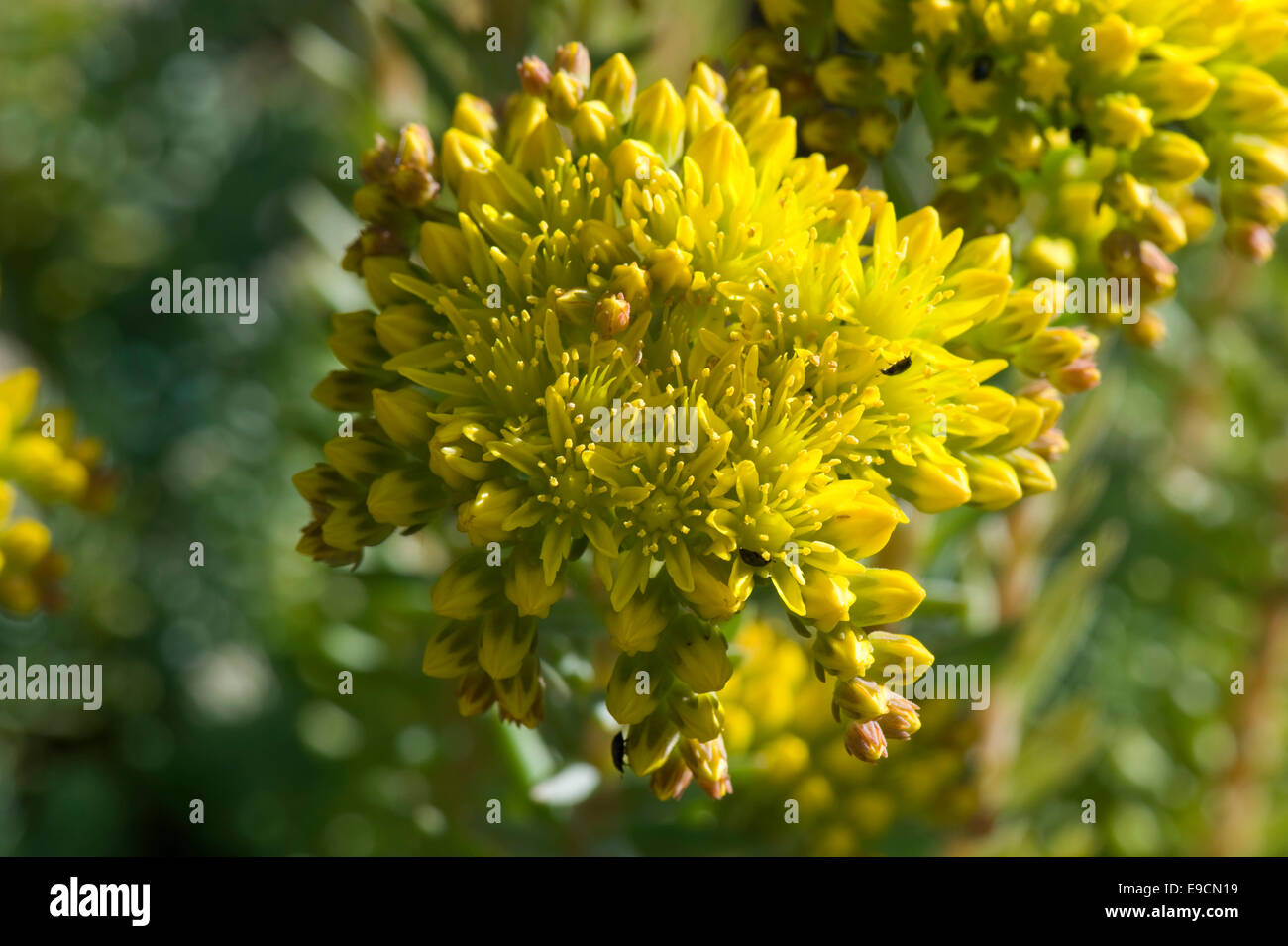 Sedum reflexum 'Blue Cushion' a rockery plant with yellow flowers, June Stock Photo