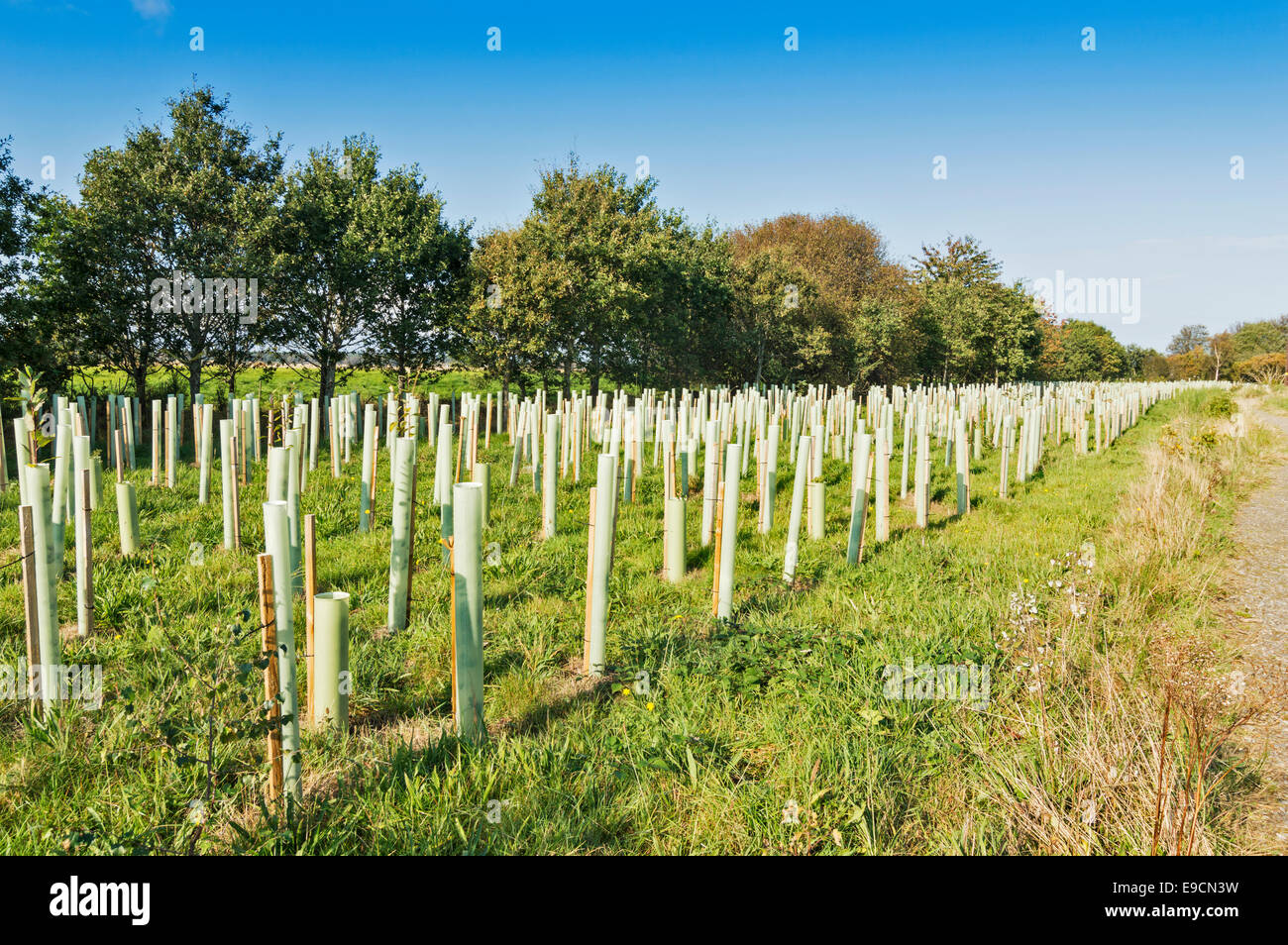 PLANTED SAPLINGS IN ROWS AND SUPPORTED BY GREEN PLASTIC SLEEVES OR TREESHELTERS Stock Photo