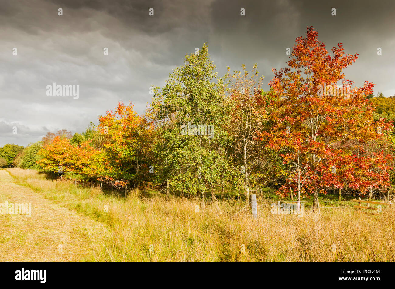 SPEYSIDE WAY OR TRAIL IN SCOTLAND WITH TREE LEAVES TURNING TO AUTUMN COLOURS Stock Photo