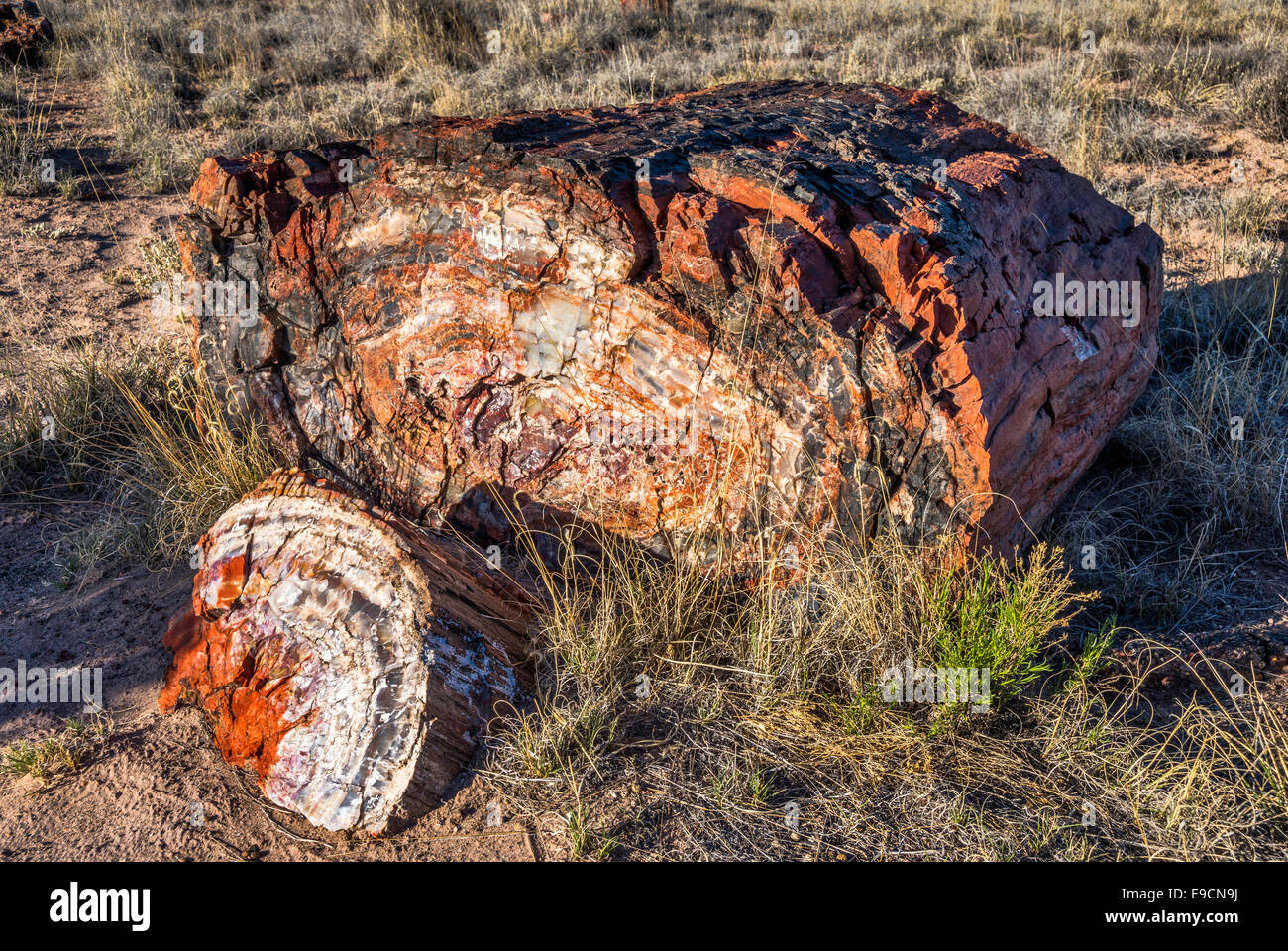 Petrified wood on Long Logs Trail, Petrified Forest National Park, Colorado Plateau, Arizona, USA Stock Photo