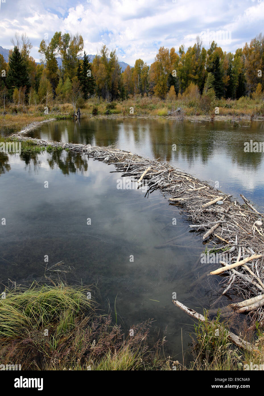 A beaver dam in the water of the Snake River at Schwabacher's Landing in Grand Teton National Park Wyoming, USA Stock Photo
