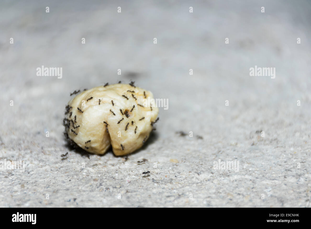 team of Ants on meat ball working Stock Photo