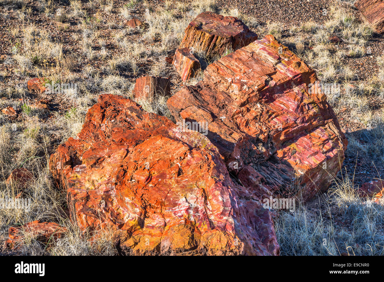 Petrified wood on Long Logs Trail, Petrified Forest National Park