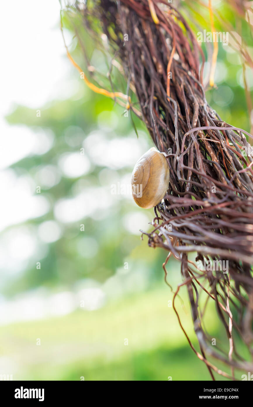 snail on Liana backgrounds bokeh beauty backgrounds Stock Photo