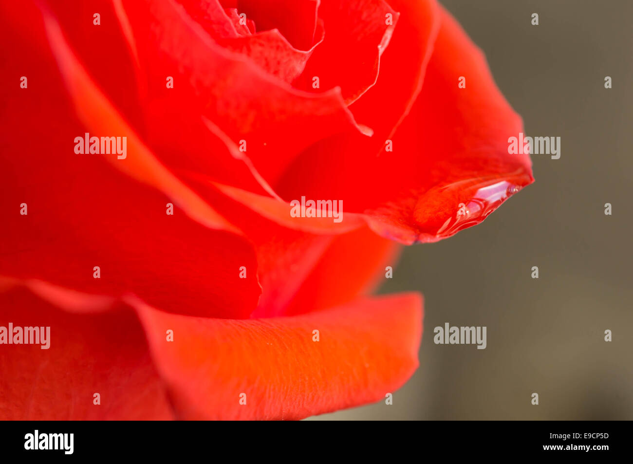Petals of a red rose with a water drop close up Stock Photo