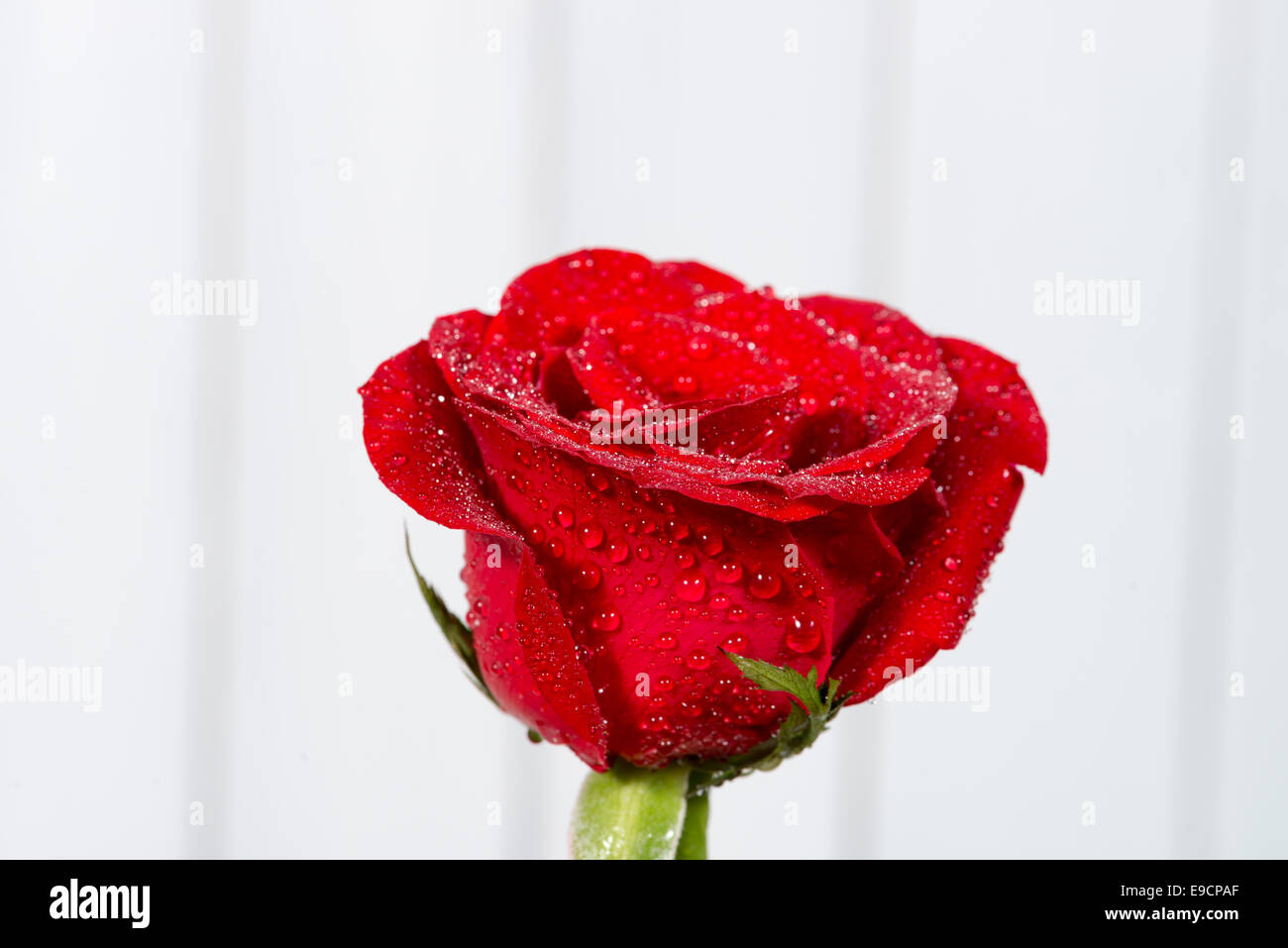 the red roses on wooden background Stock Photo - Alamy