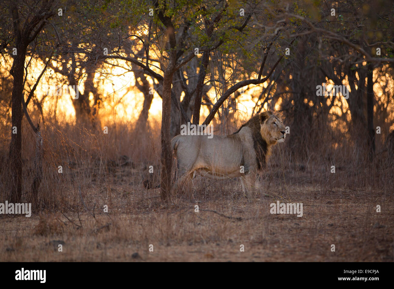 Asiatic Lion (Panthera leo persica) at Gir forest, Gujarat, India. Stock Photo