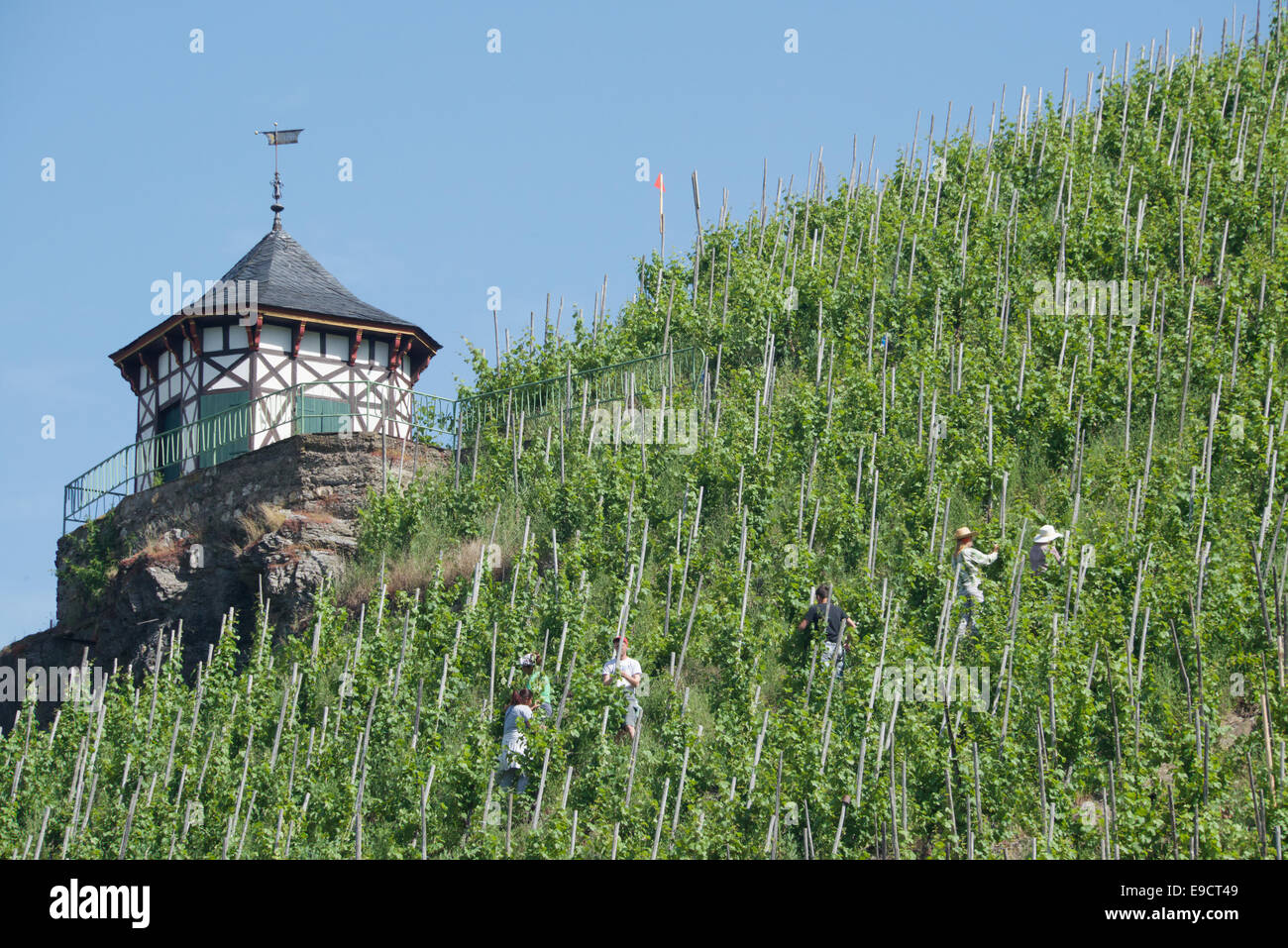 Grape pickers in vineyard above Bernkastel-Kues Moselle Valley Germany Stock Photo