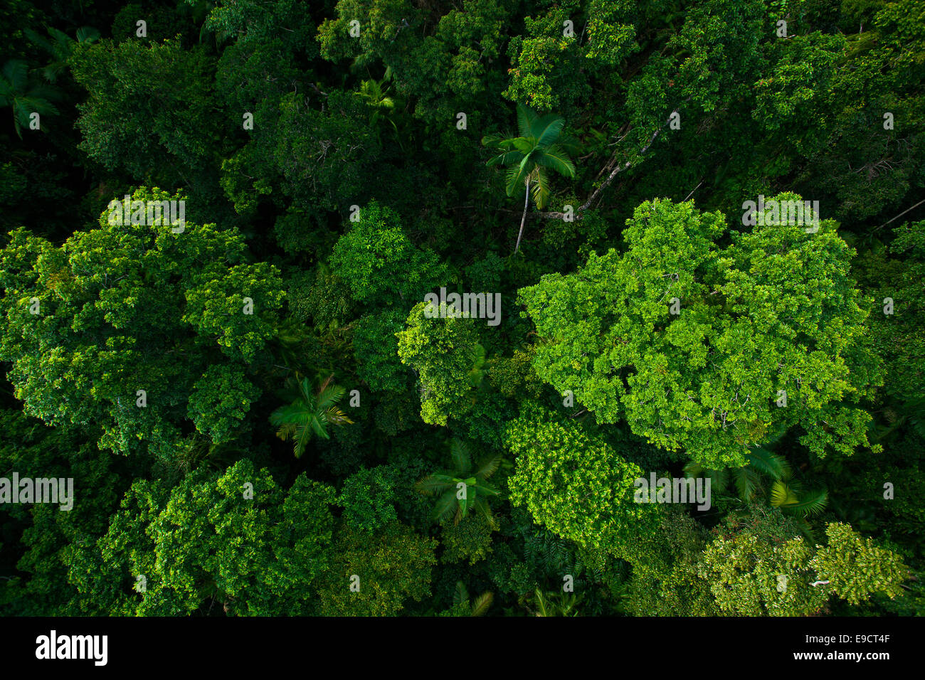 Rain forest from air near Kuranda, North Queensland, Australia Stock Photo