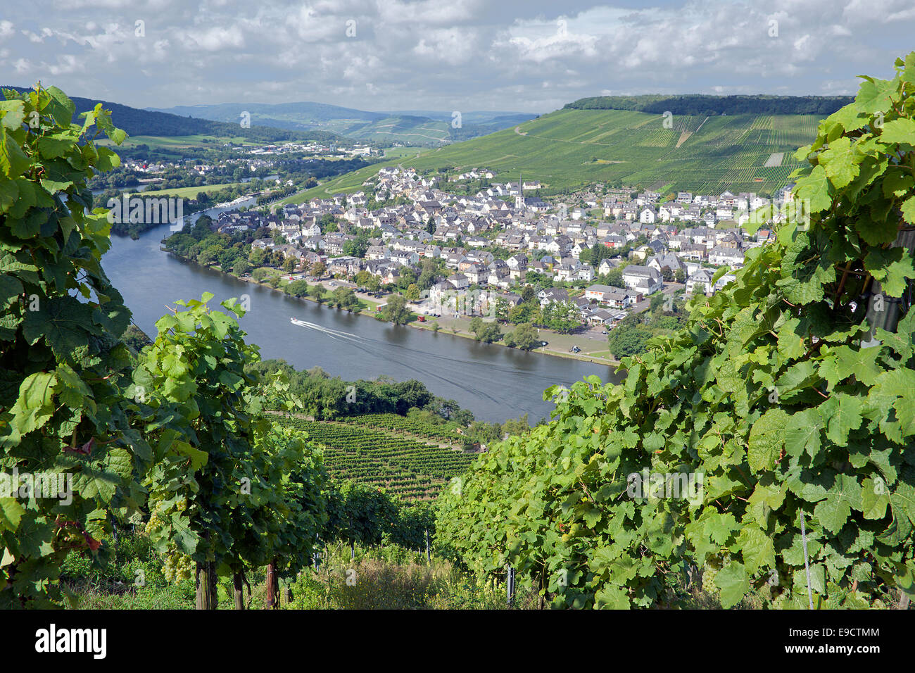 Vineyard and Moselle River Bernkastel-Kues Moselle Valley Germany Stock Photo