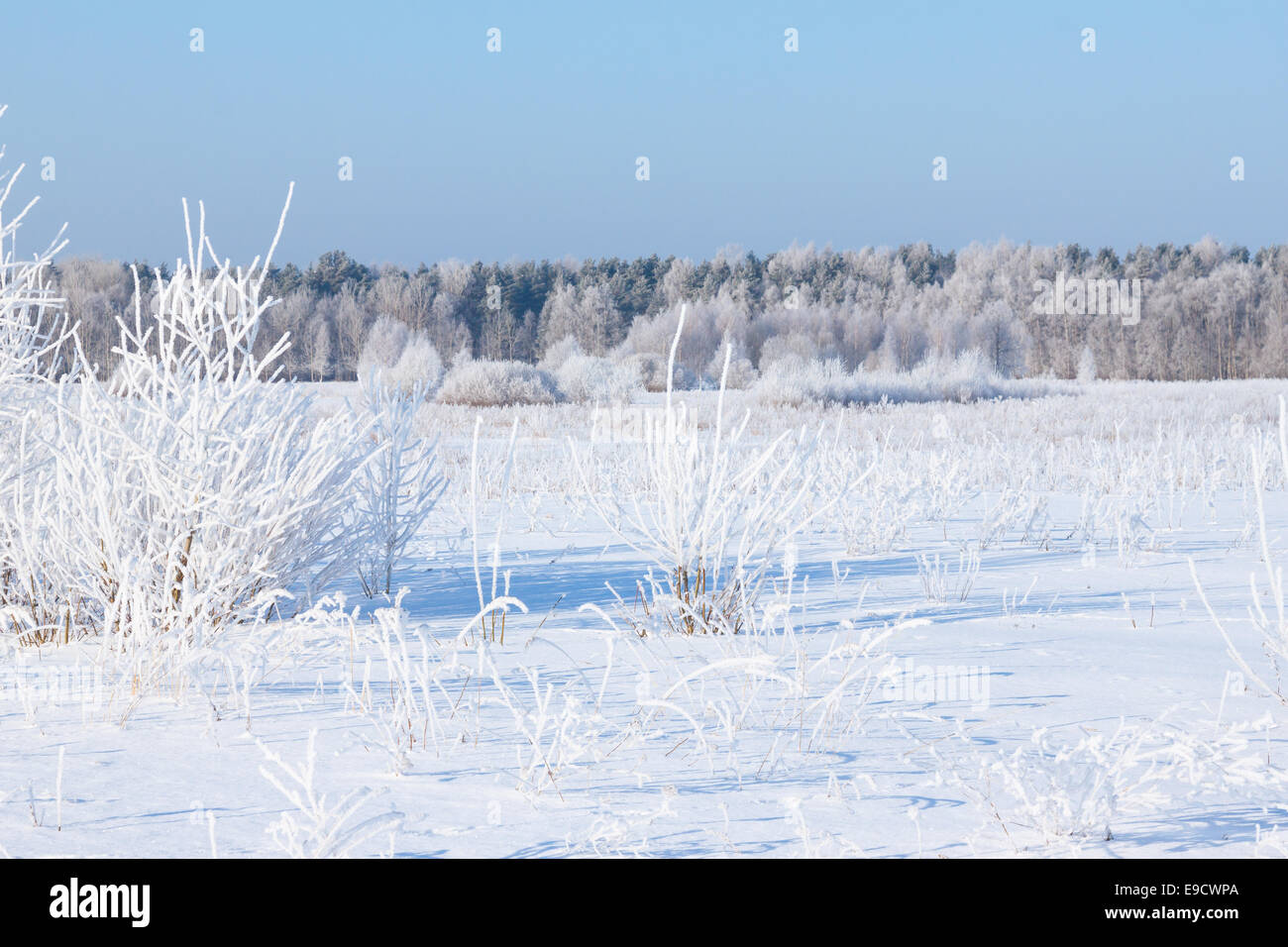 Winter field under snow with a clear blue sky Stock Photo - Alamy