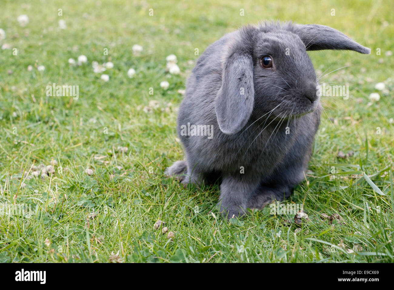 Grey lop sale rabbit
