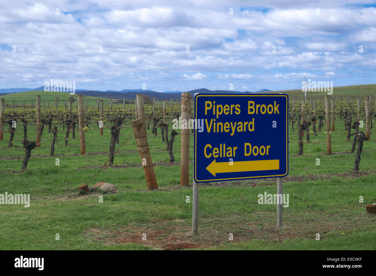 vines growing in spring at the Pipers Brook vineyard on the tourist