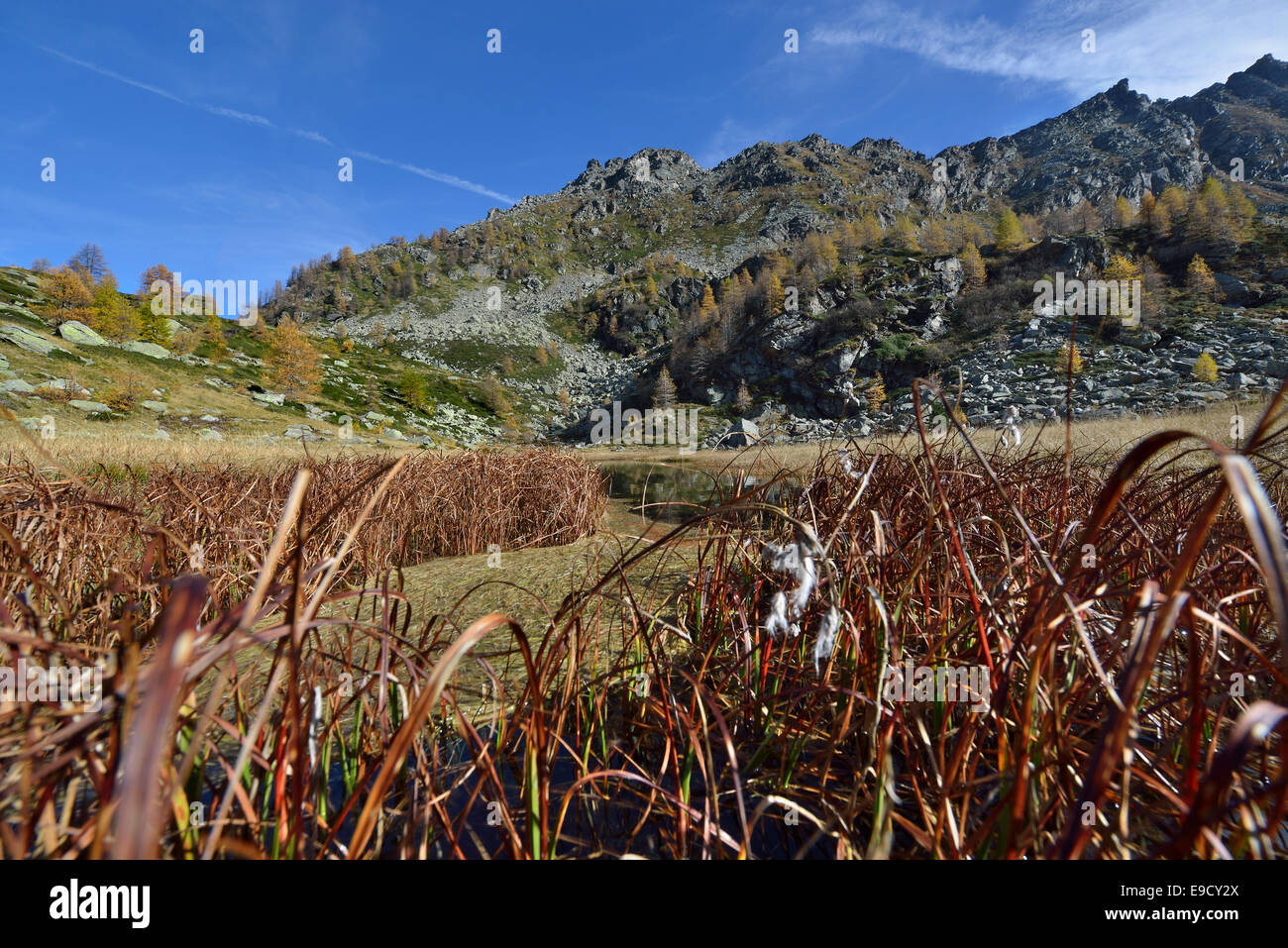 Peat moss flowers hires stock photography and images Alamy