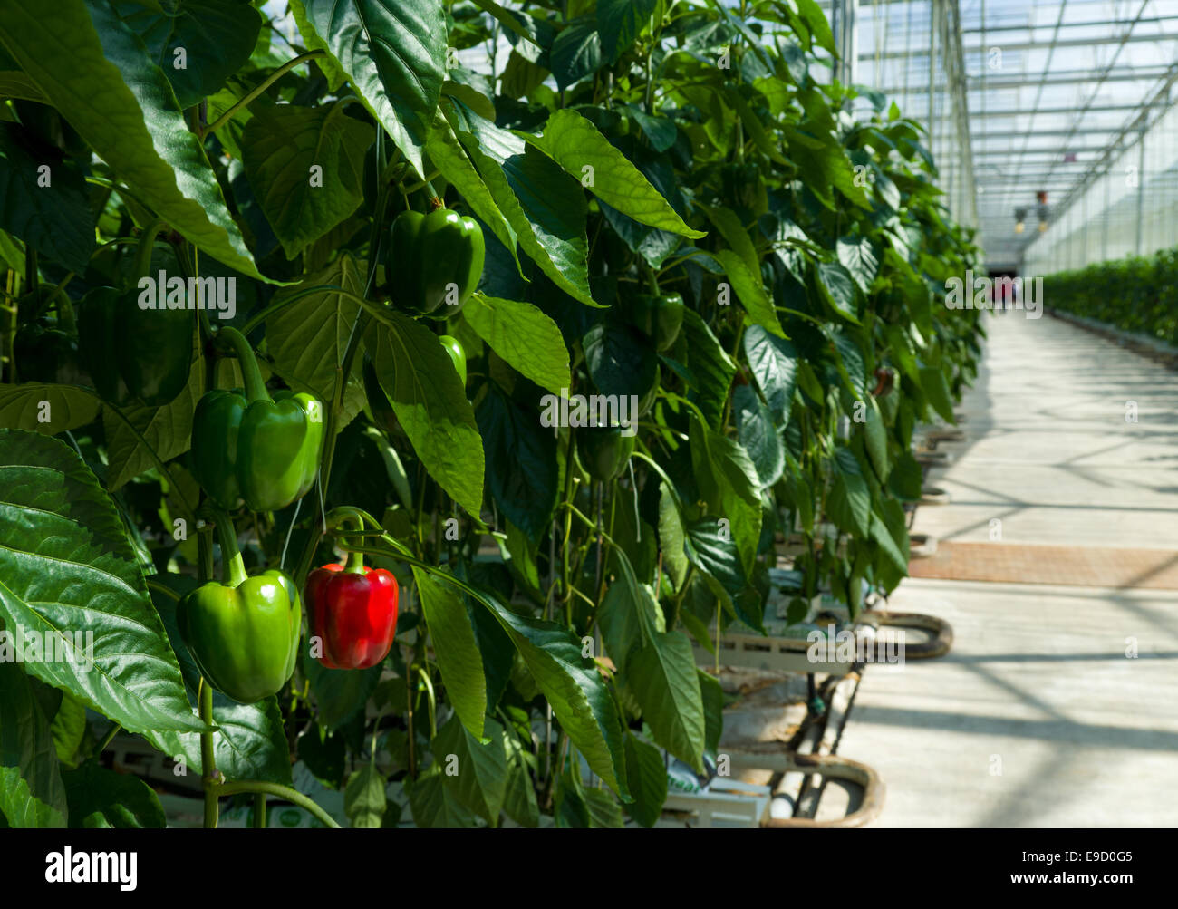 cultivation of bell peppers in a commercial greenhouse in the