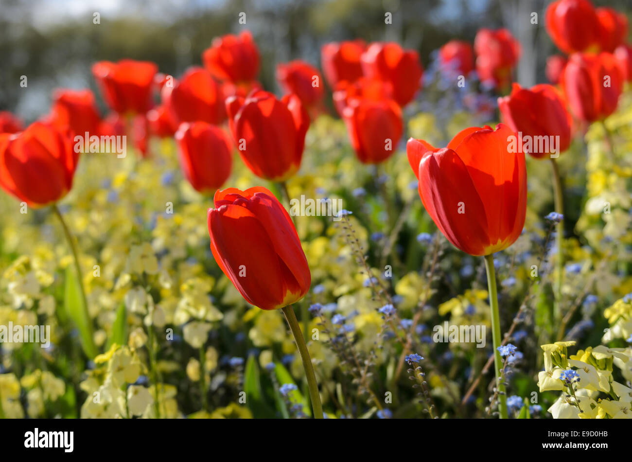 Red Tulips and other flowers, in the summer sun, outside Buckingham Palace, London, England Stock Photo