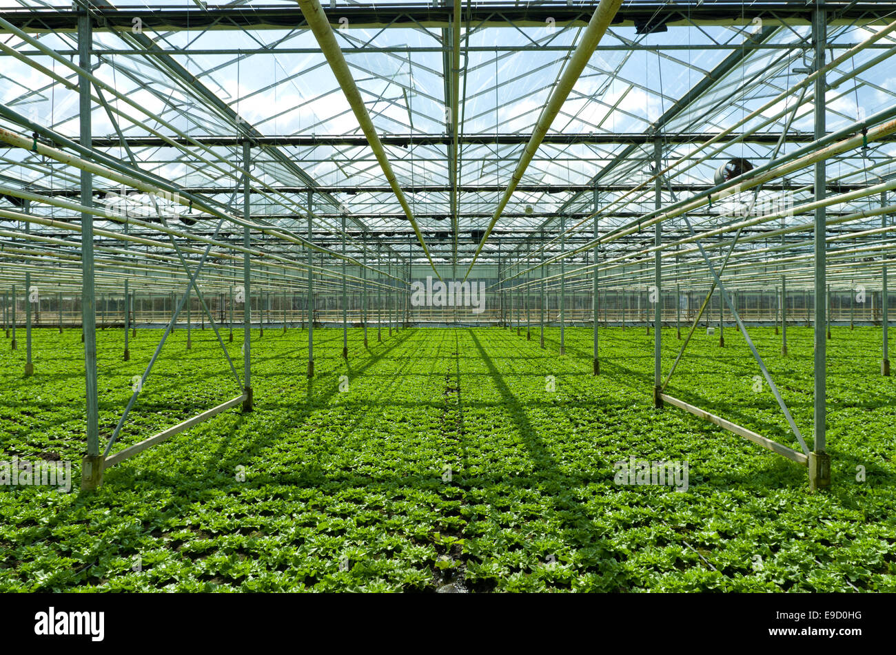 cultivation of endive in a commercial greenhouse in the netherlands Stock Photo