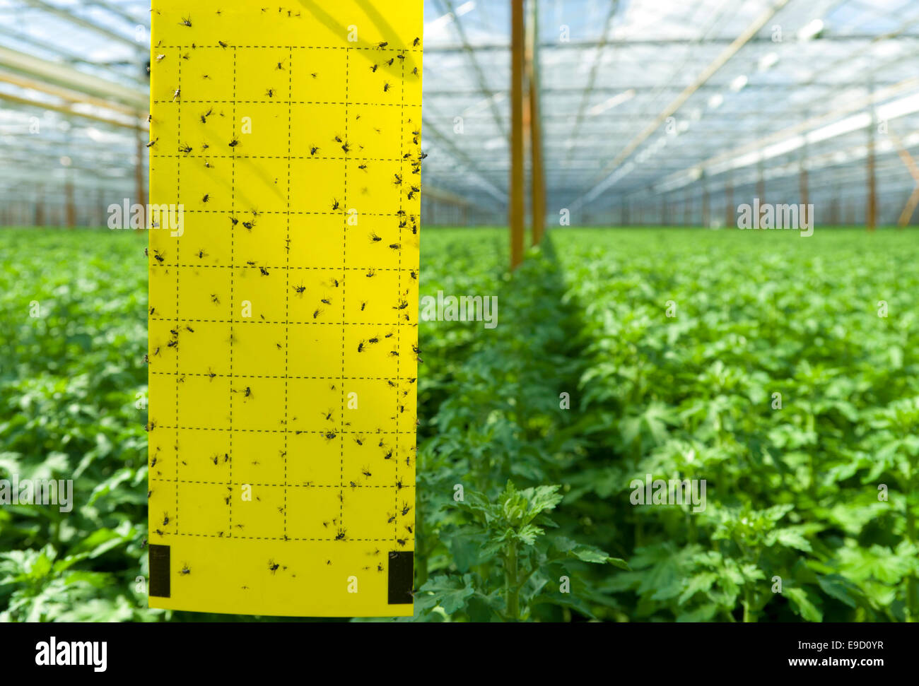 adhesive strip in a greenhouse for counting insects and other pests