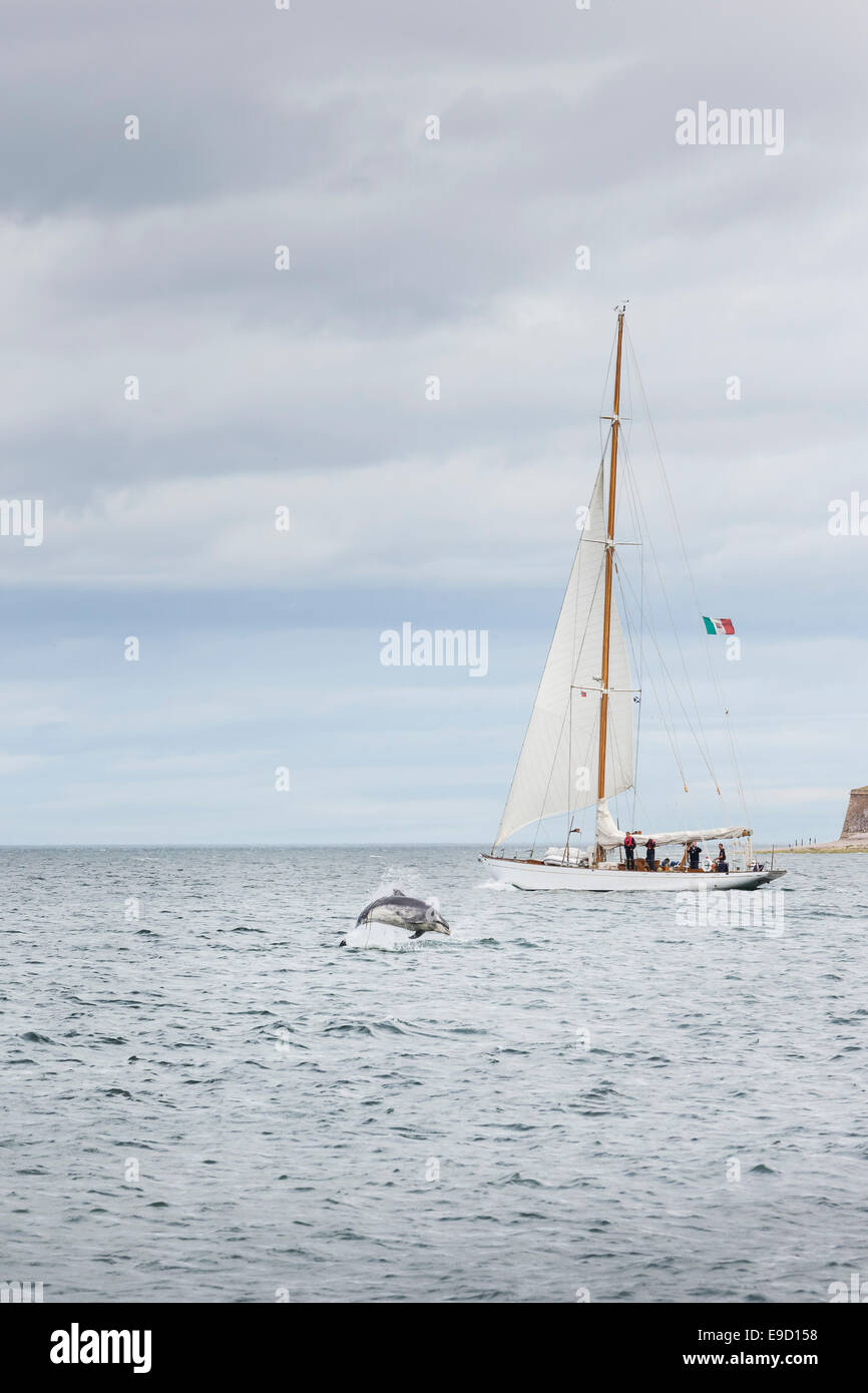 Bottle Nose Dolphin & Yacht in the Moray Firth of Scotland. Stock Photo