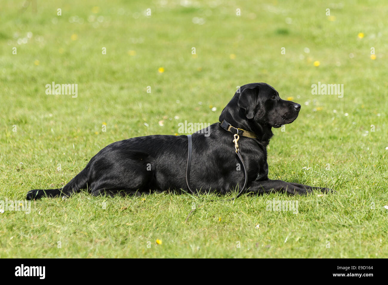 Obedient black labrador dog , laid on ground with collar over his back ...