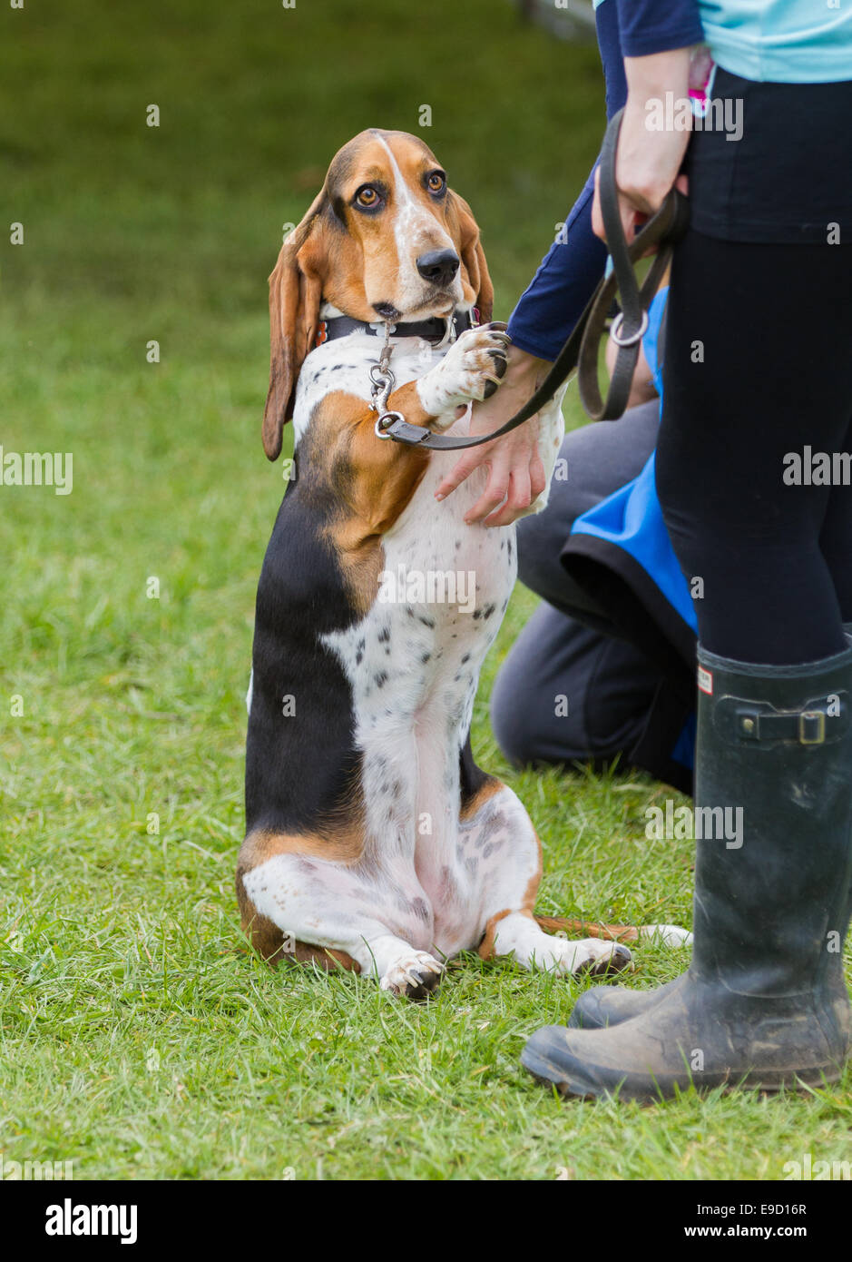 Basset hound sale sitting up