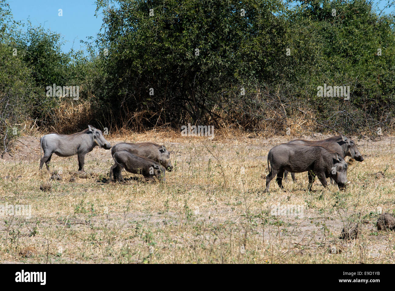 From Victoria Falls is possible to visit the nearby Botswana. Specifically Chobe National Park.  A warthog crossing the road nea Stock Photo