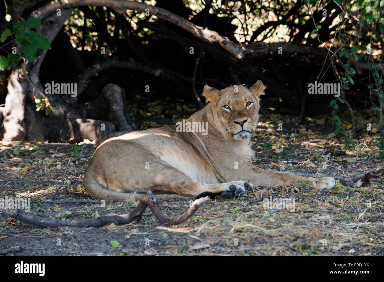 From Victoria Falls is possible to visit the nearby Botswana. Specifically Chobe National Park.  Lion in Chobe River.  Chobe Nat Stock Photo