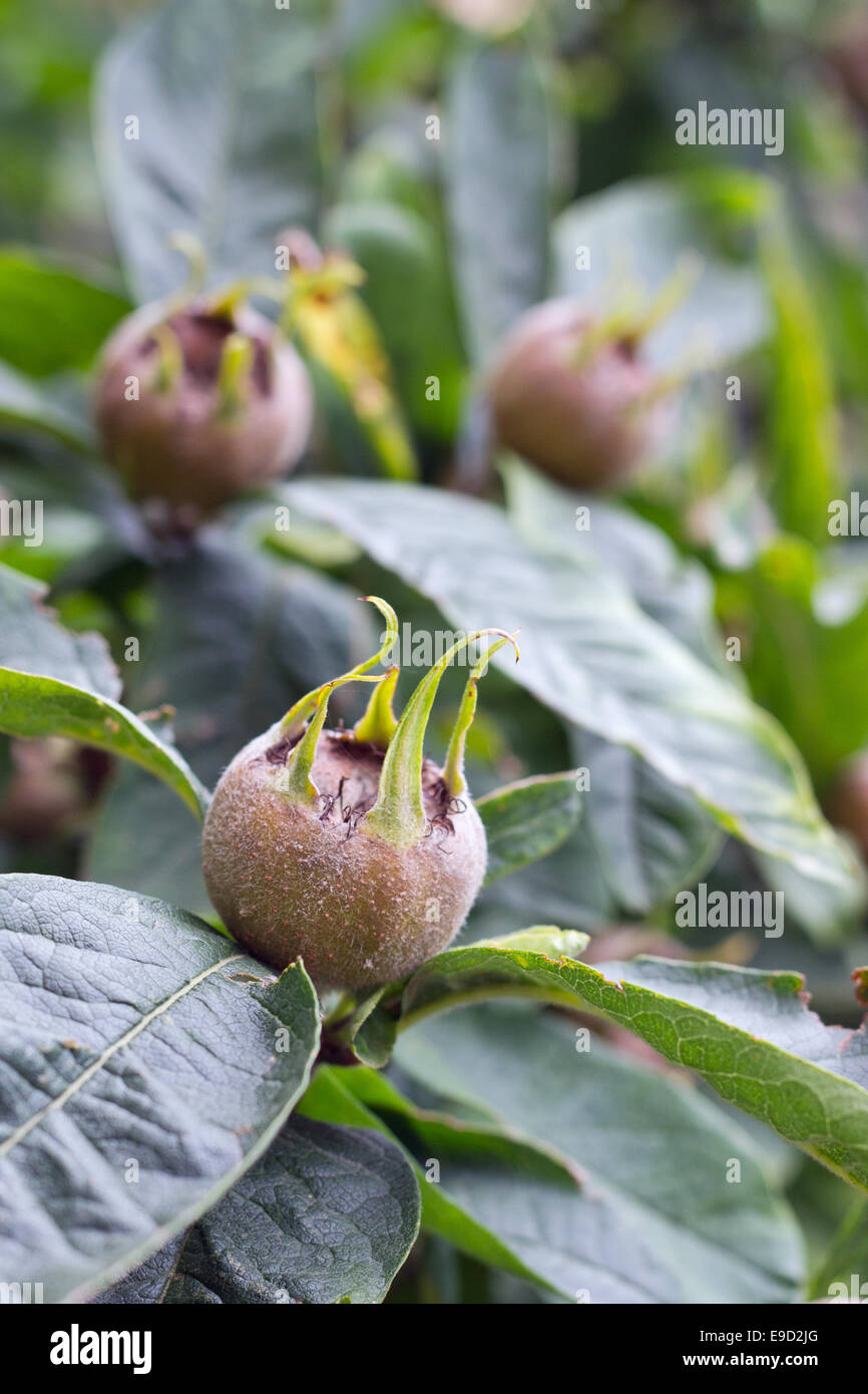 Medlar fruits on a tree Stock Photo