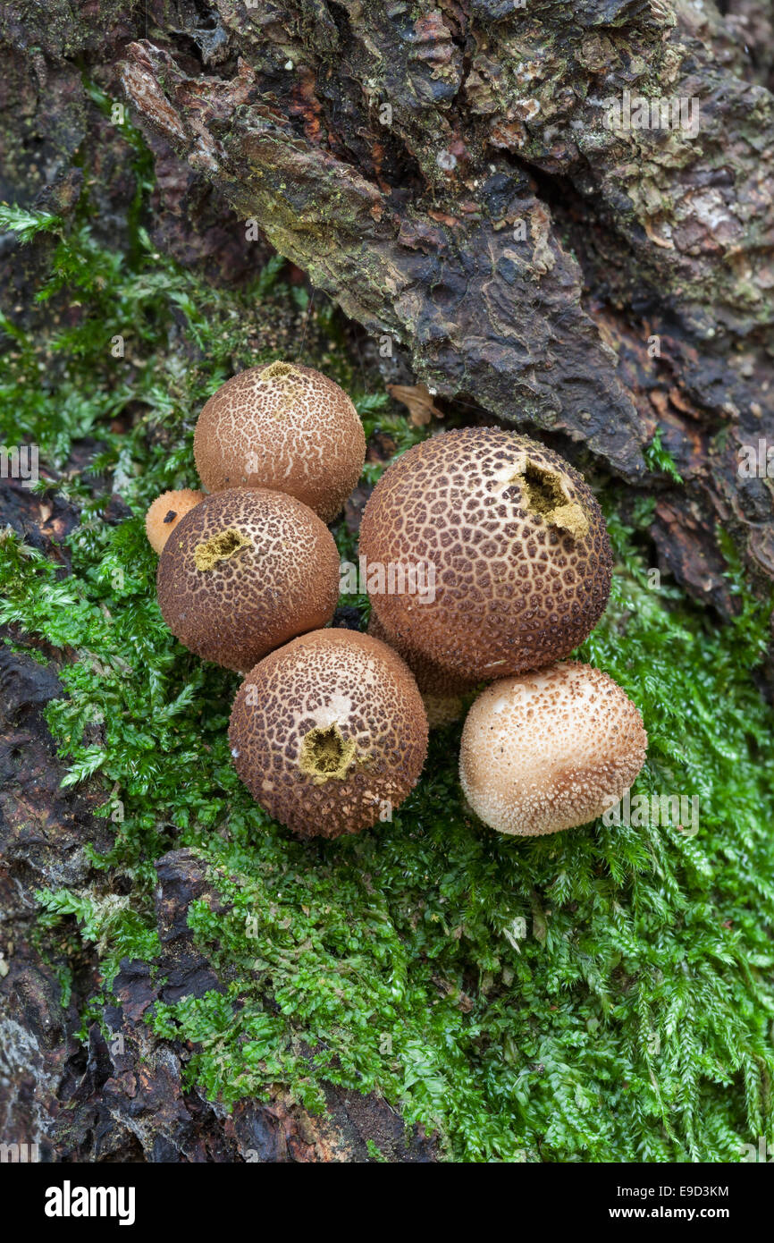Lycoperdon sp. mushrooms Stock Photo
