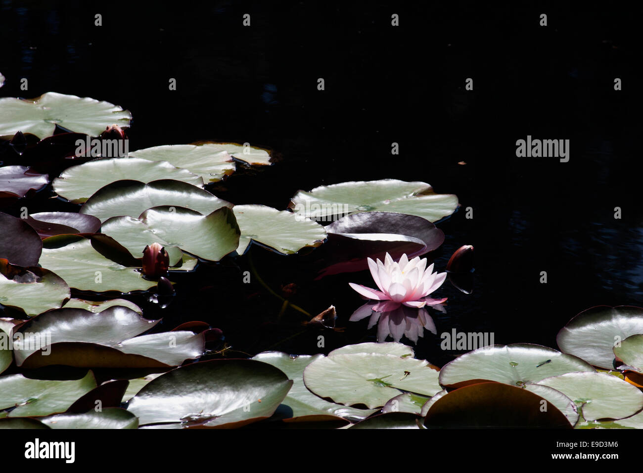 Waterlily on the pond Laguna Grande in Valdivia Chile Stock Photo