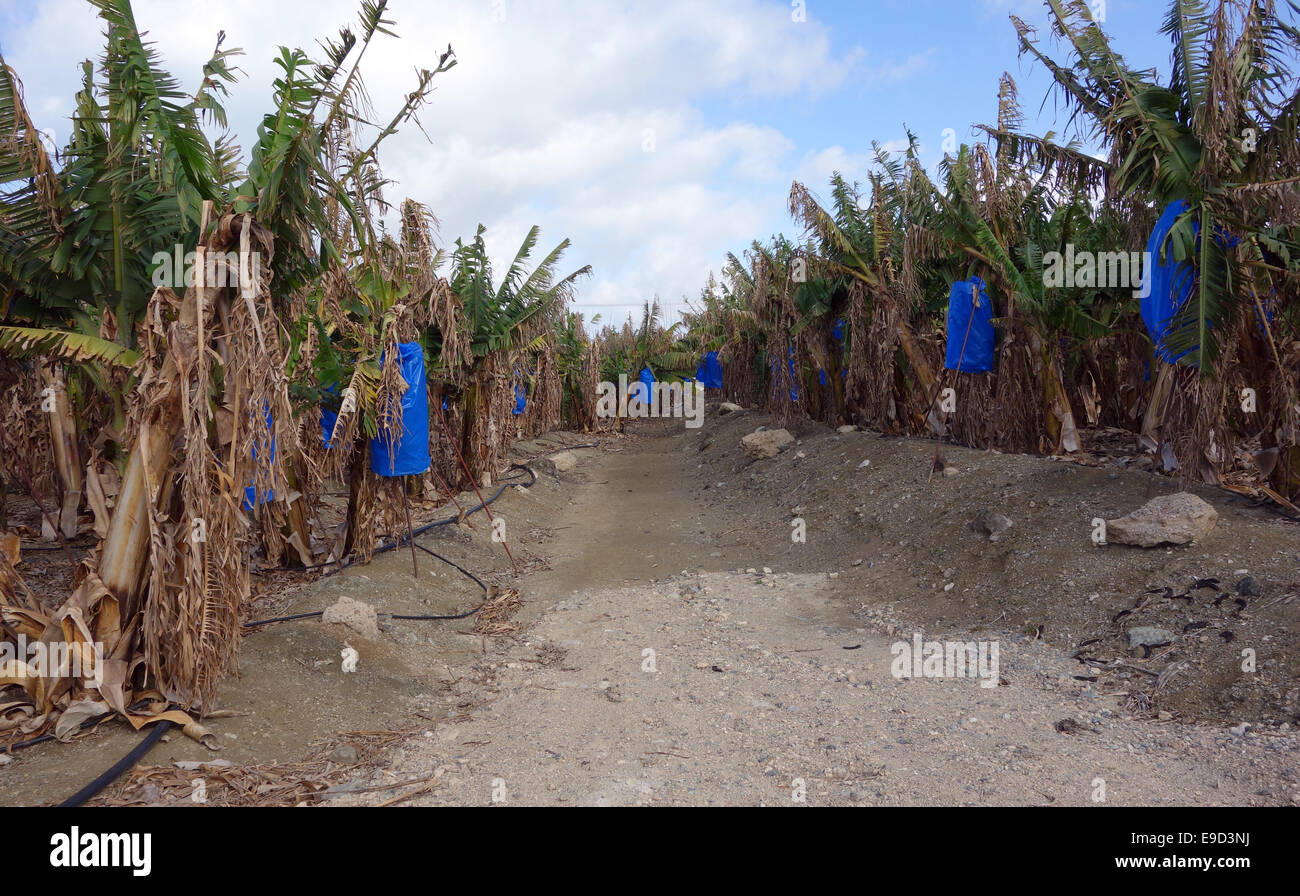 Banana trees. The fruits are protected in blue bags as they mature on