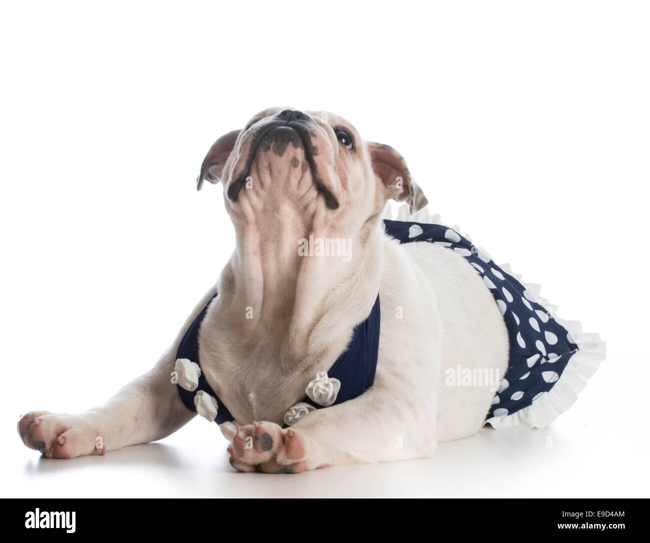 english bulldog puppy wearing bathing suit isolated on white Stock ...