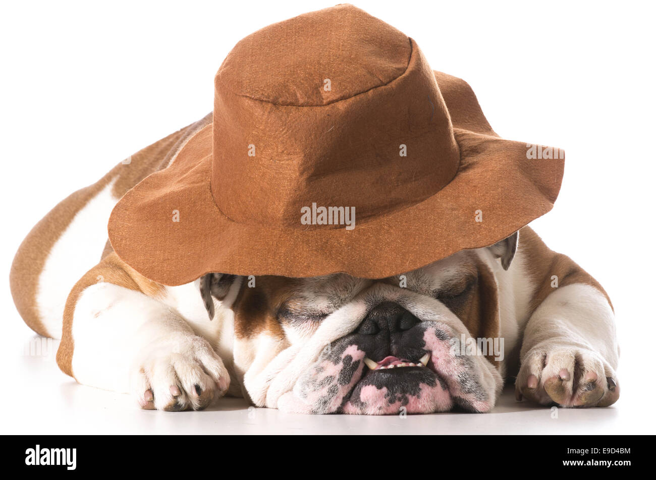 dog wearing cowboy hat on white background english bulldog Stock