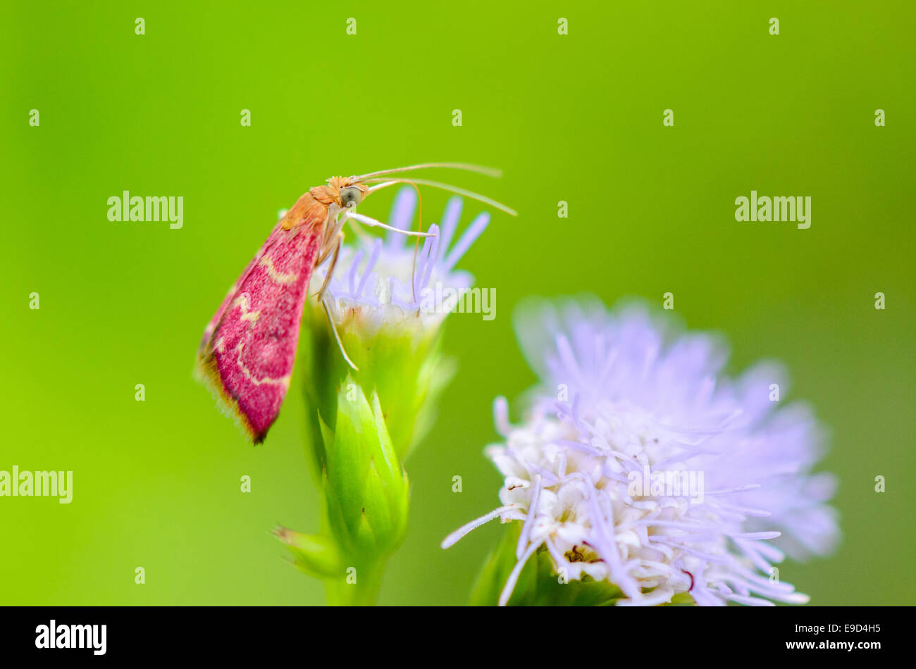 Small pink moth eating nectar on flower of grass Stock Photo