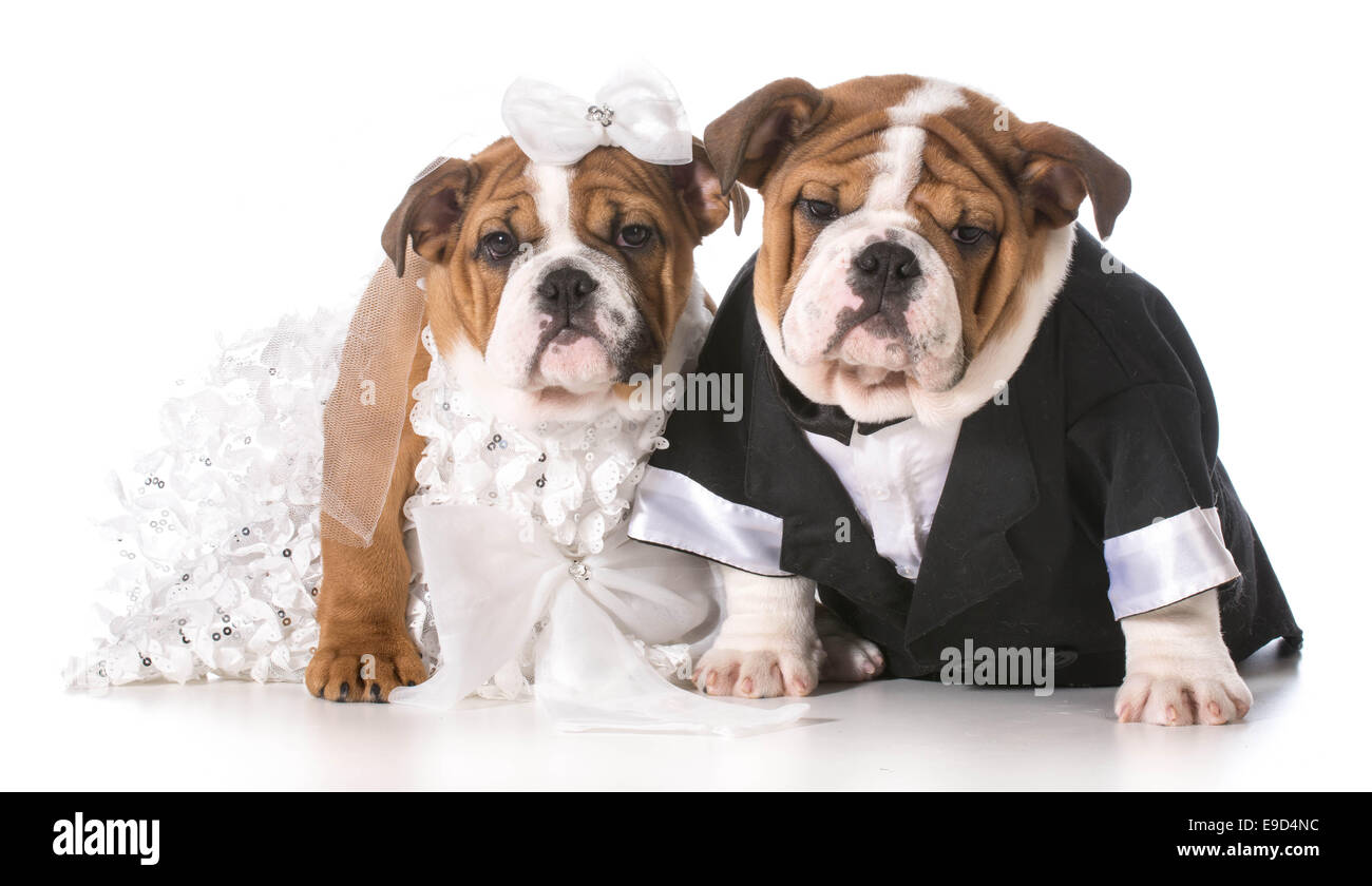 Dog bride online