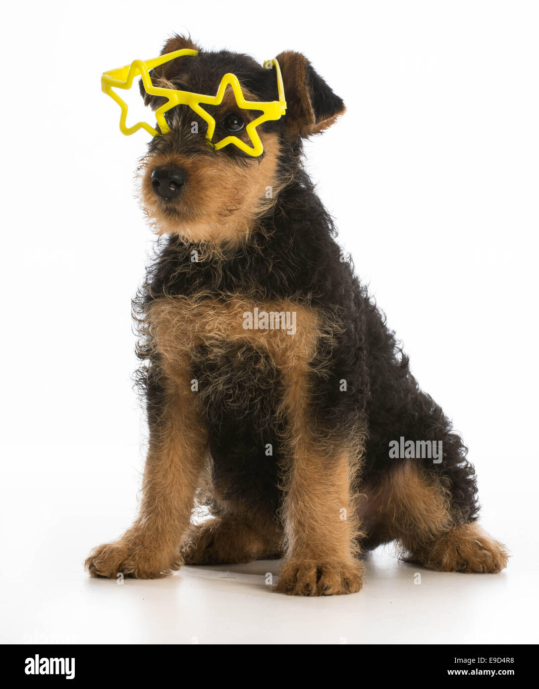 cute airedale puppies