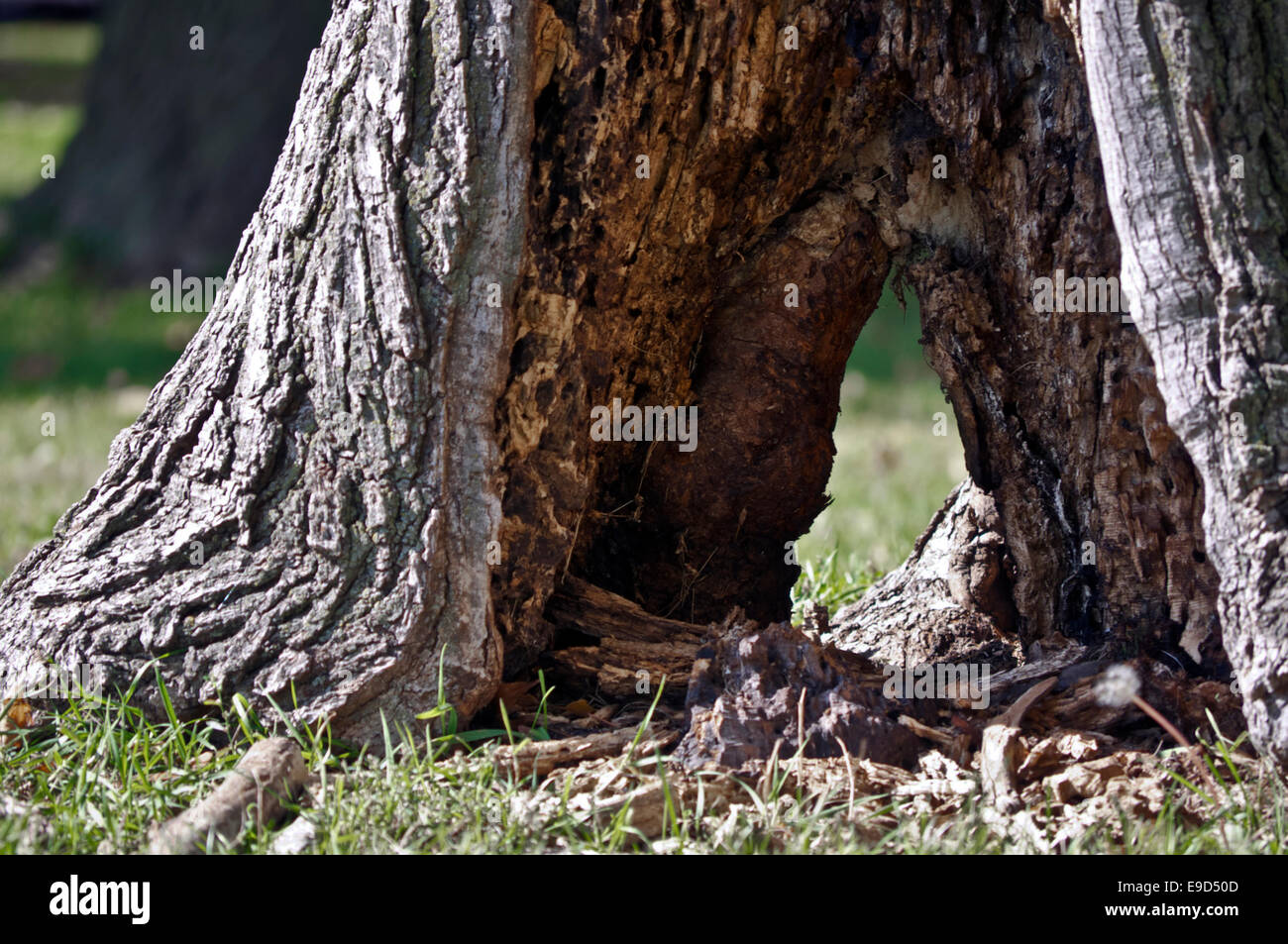 A hollowed tree trunk in a grassy field Stock Photo