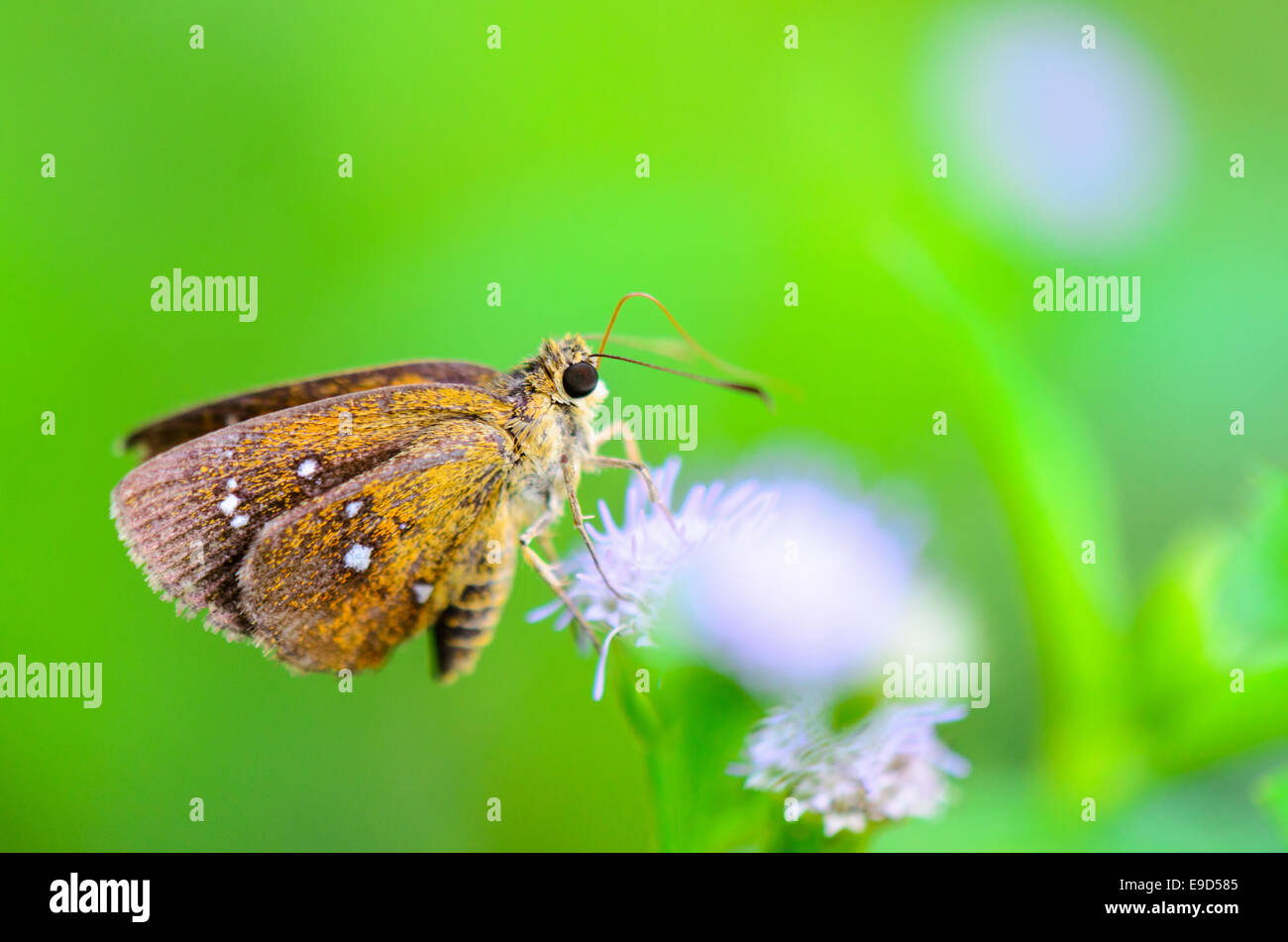 Chestnut Bob or lambrix salsala salsala, Close up small dark brown skipper butterfly on flower of grass Stock Photo
