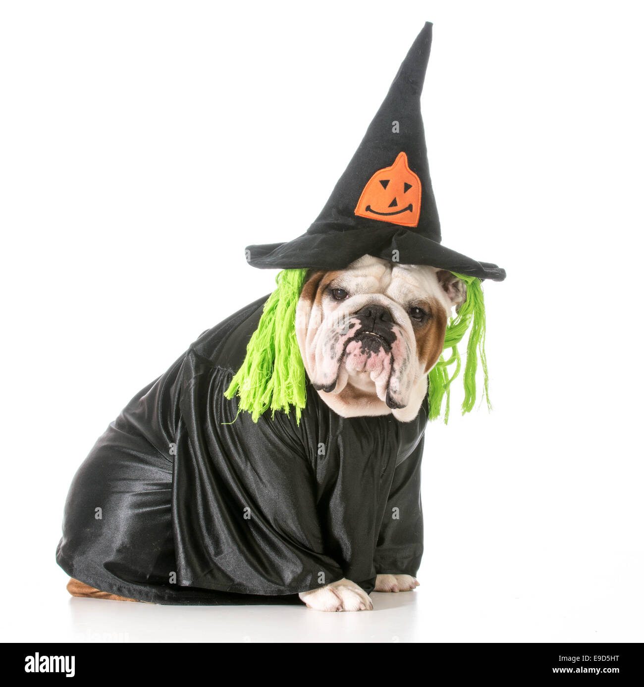 english bulldog wearing witch costume Stock Photo