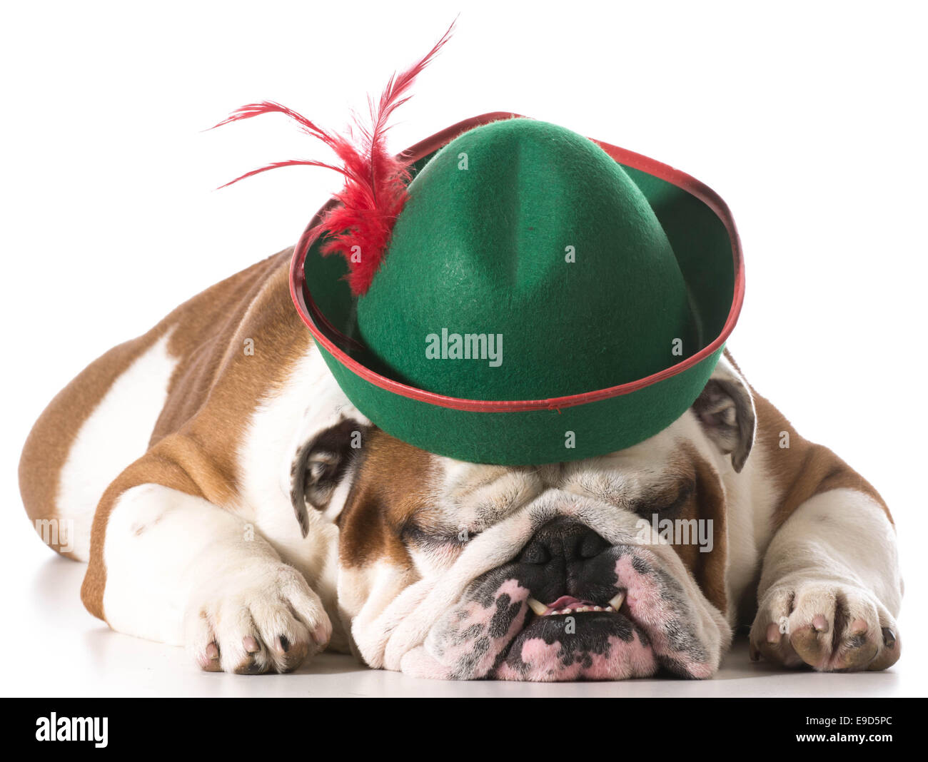 dog wearing robinhood hat on white background - english bulldog Stock Photo  - Alamy